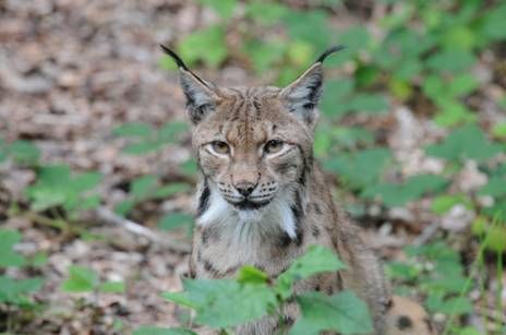 lynx discret