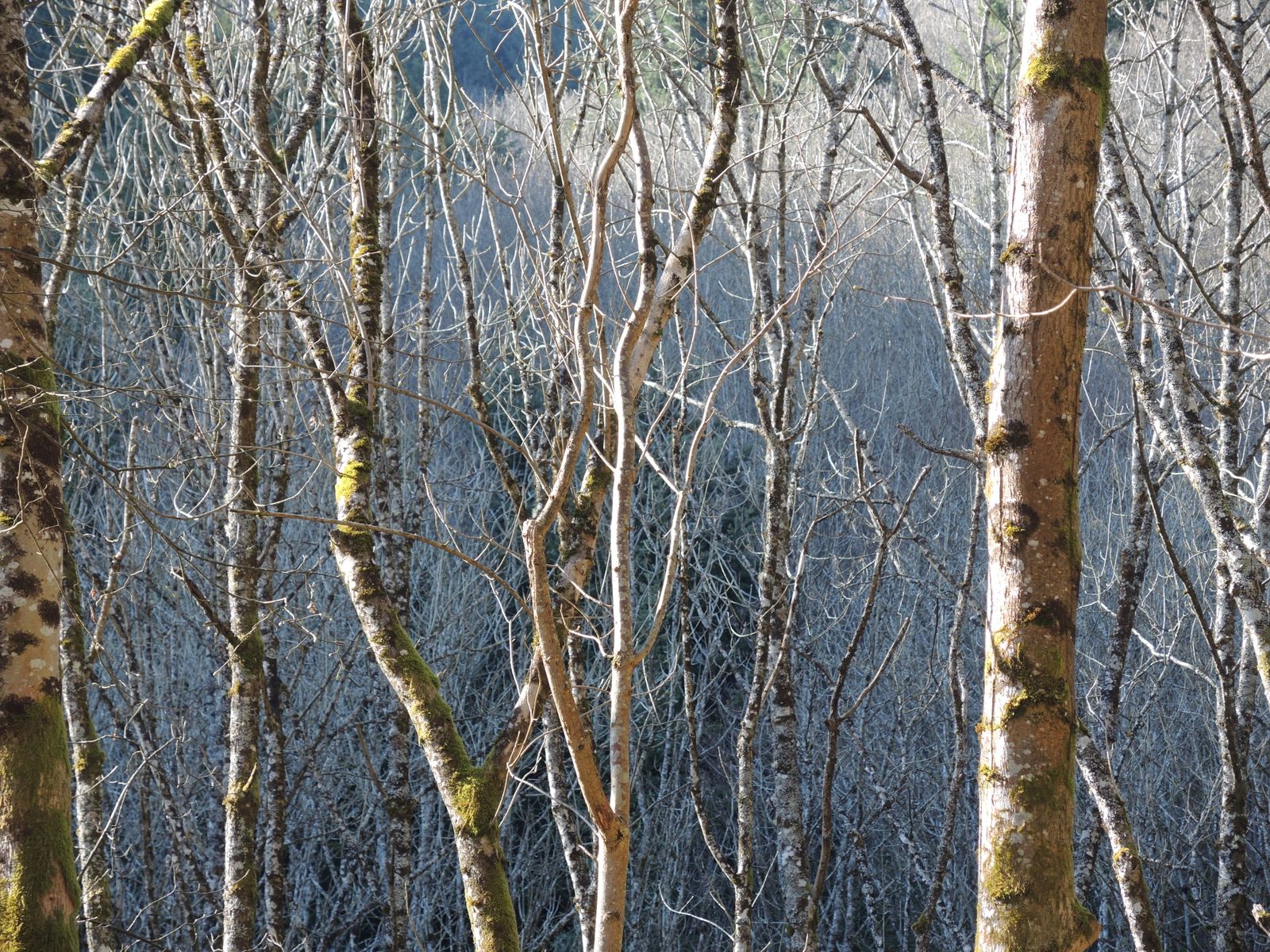 nature