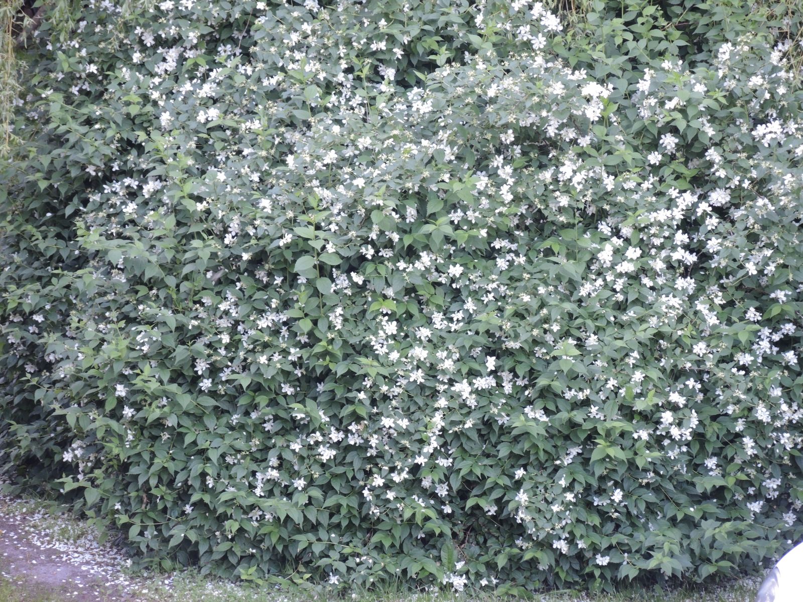 duftende Jasminblüten