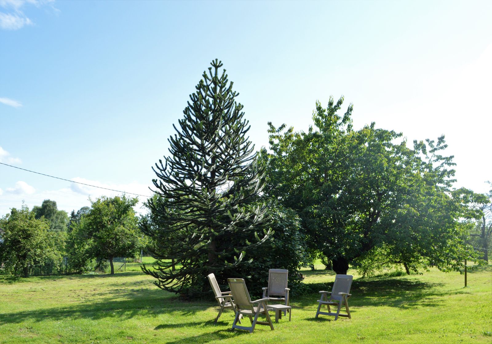 Araucaria salon de jardin