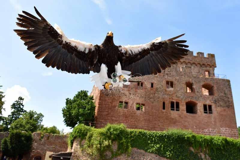 Volerie des Aigles
