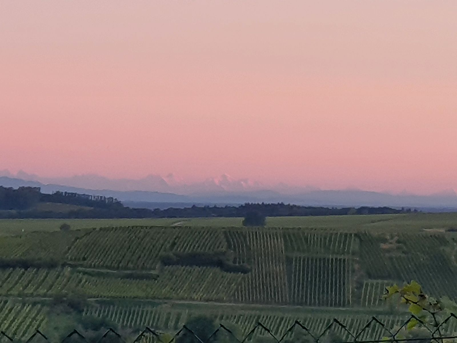 Les chemins du vignoble et vue sur les Alpes