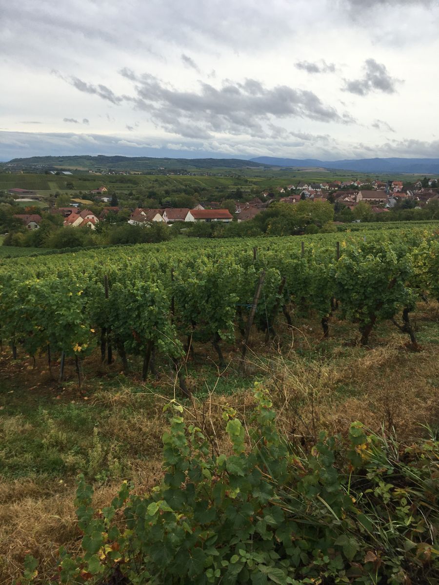 Vue sur les vignes au lointain notre village