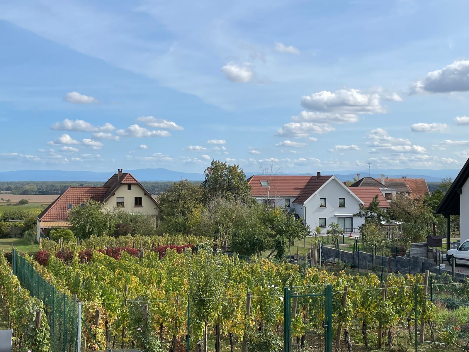 Rose des Vignes