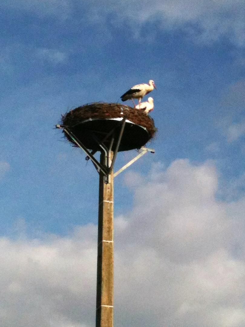 Cigogne de krautergersheim