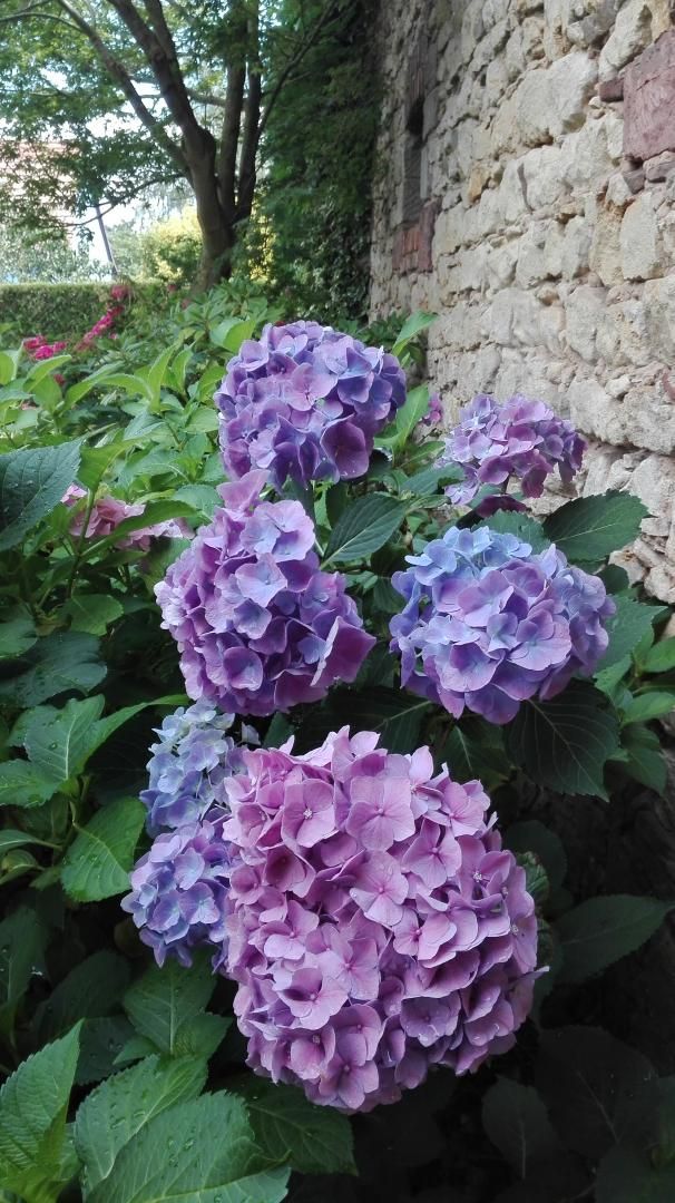 A l'Ombre du Bouleau