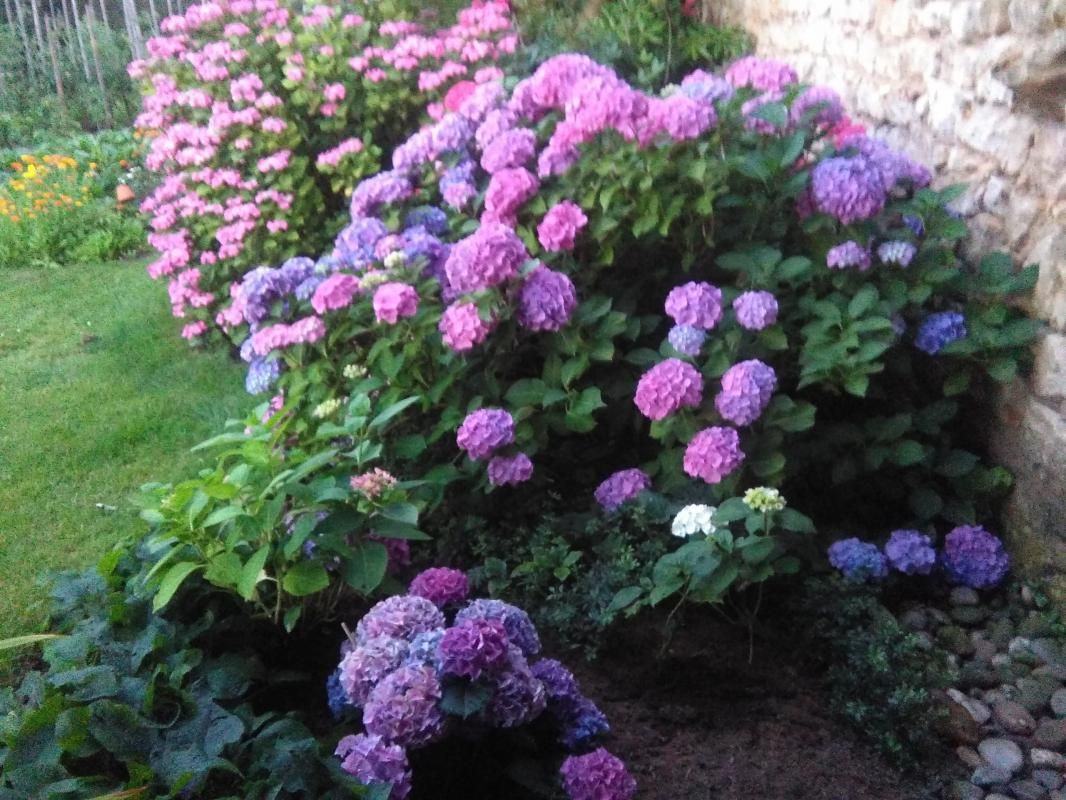 Jardin