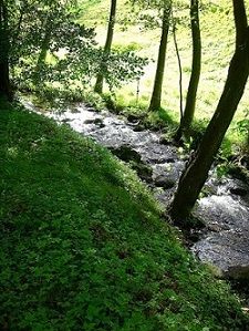le ruisseau de la Mossig 
en lisière du refuge