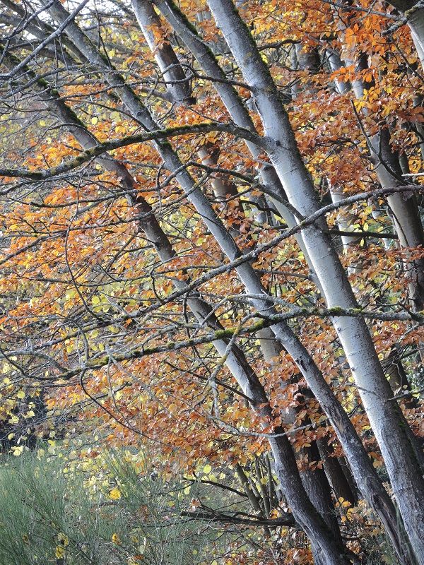 chant d'automne