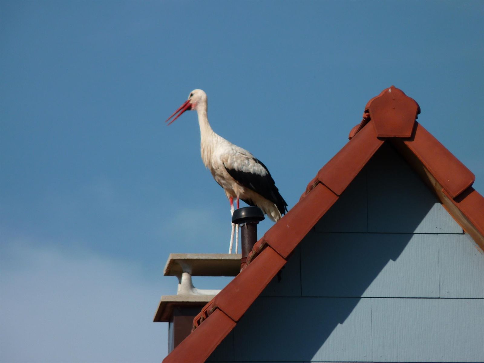 la cigogne sur le toit