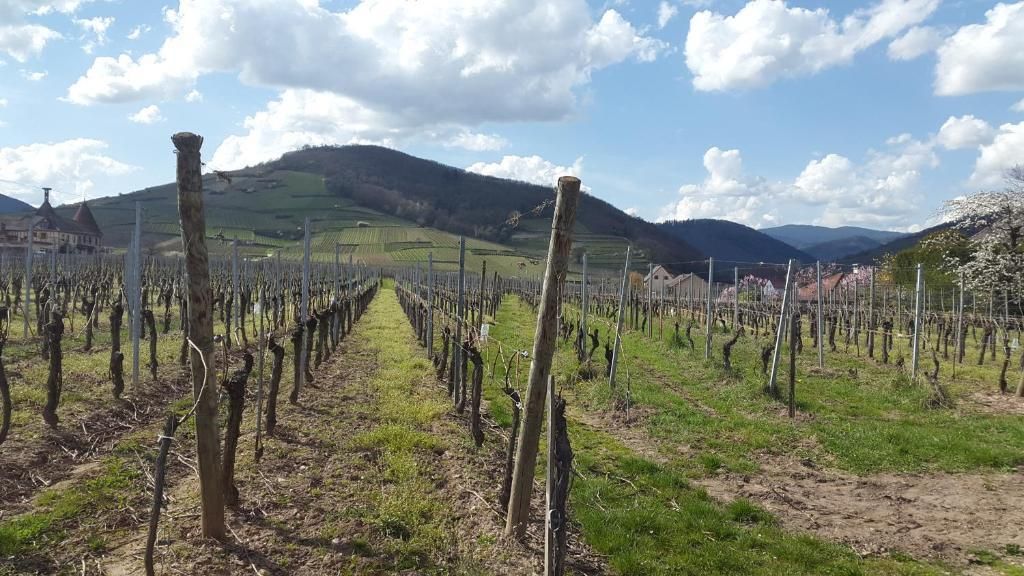 Ammerschwihr les vignes en hiver
