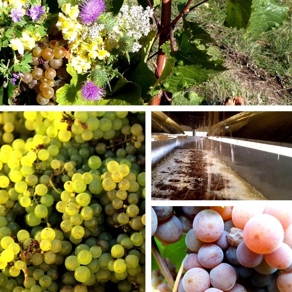 Les vendanges !