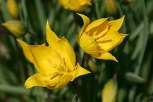 Tulipes sauvages dans les vignes
