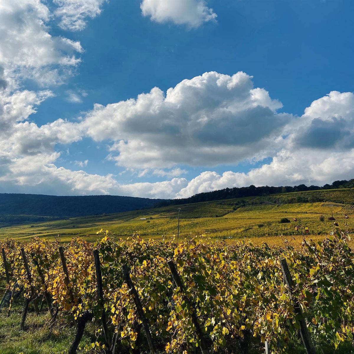Paysage d'automne sur le vignoble d'Orschwihr