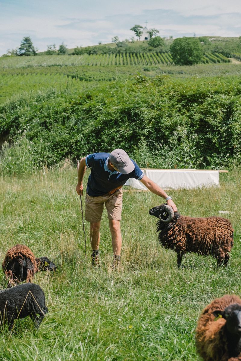 nos moutons ouessant