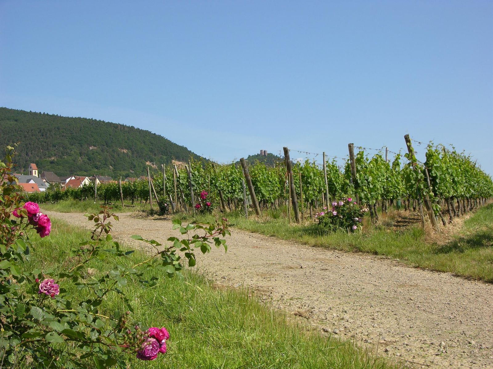 grand_cru_hattschbourg_006