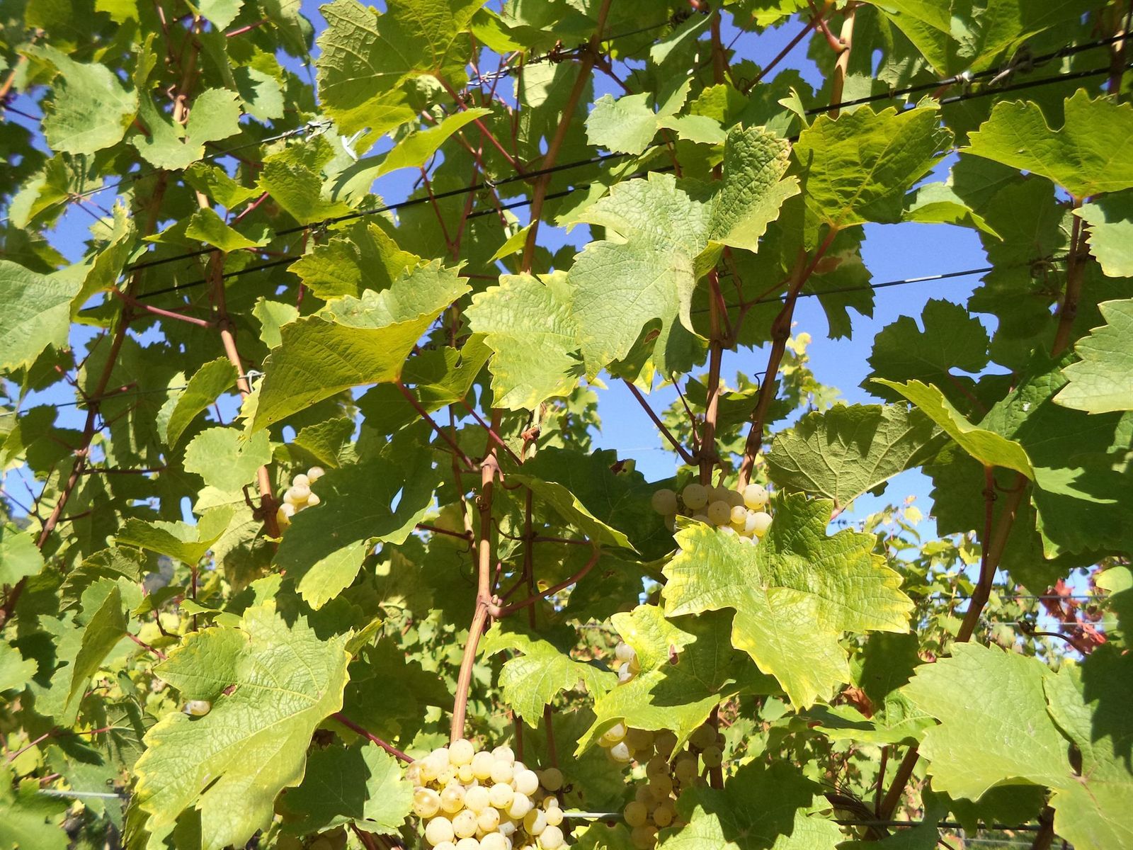 la vigne...