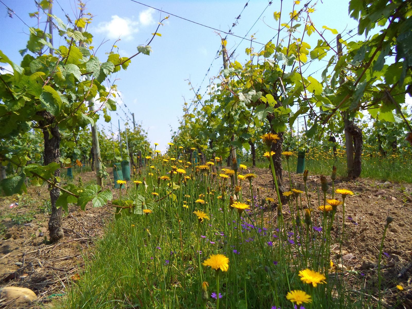 les vignes en Alsace...