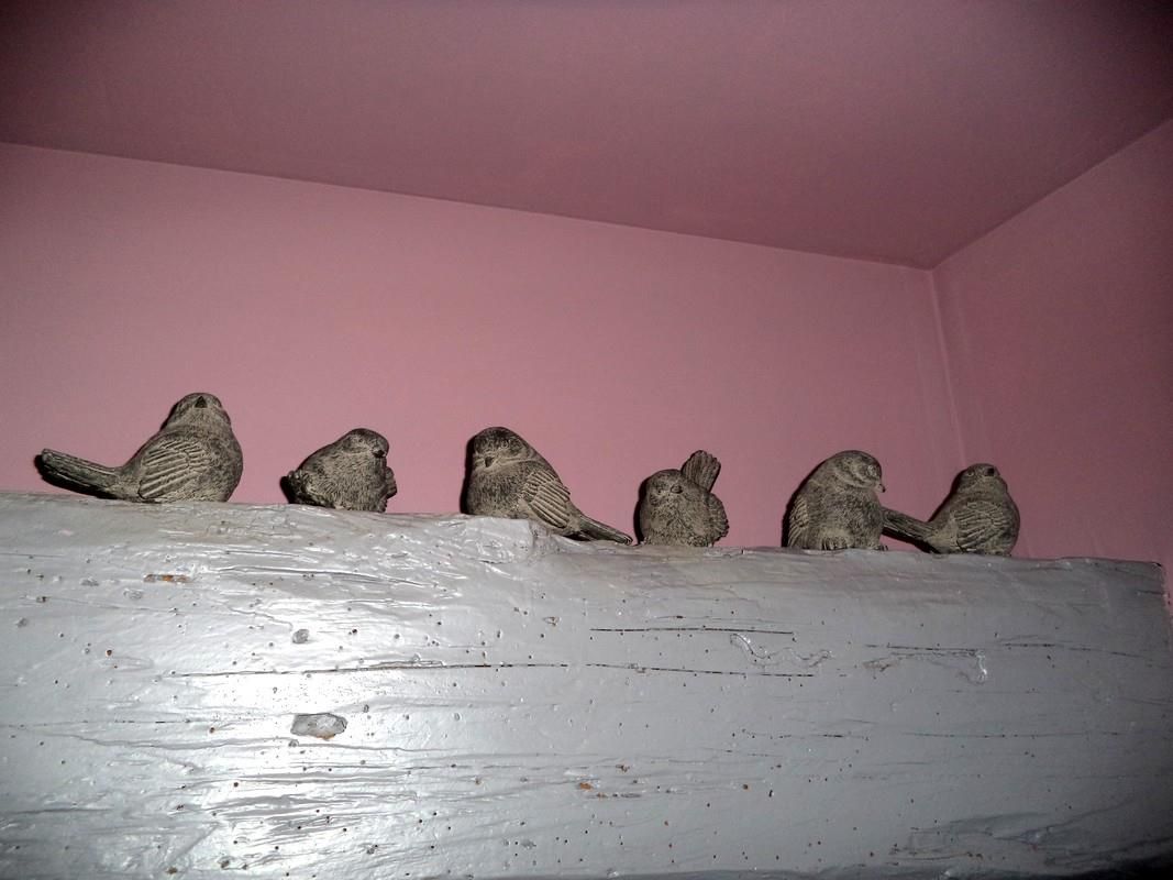 les oiseaux...
