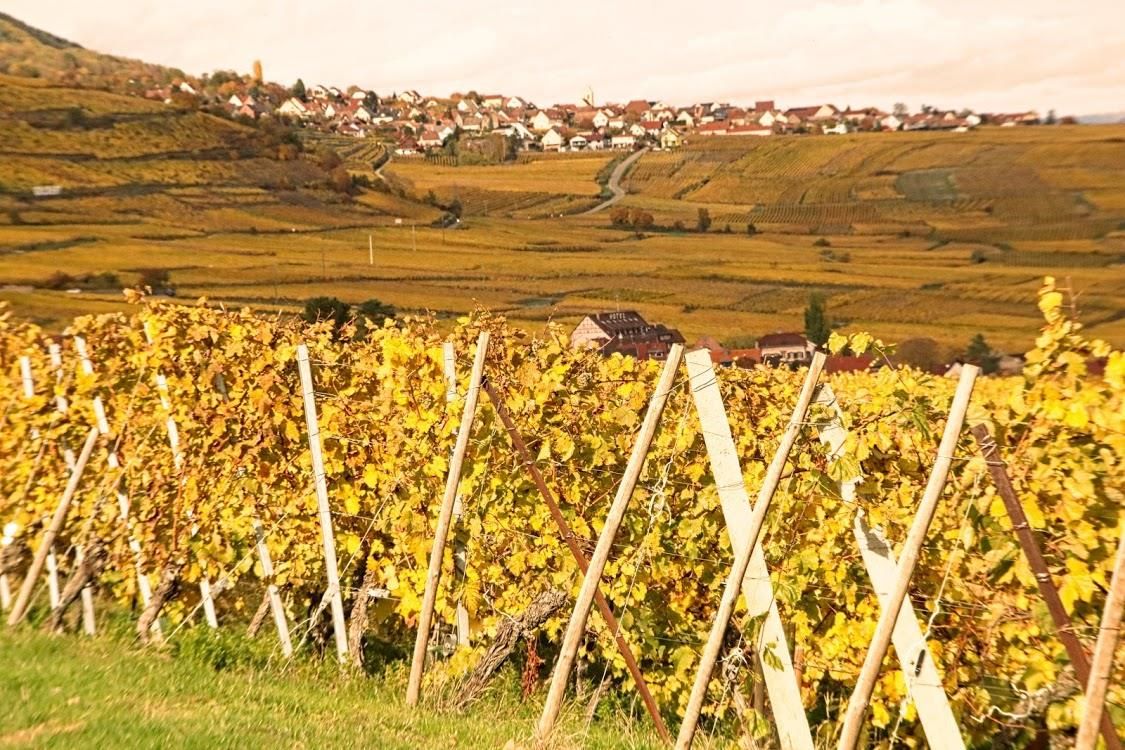 NOTRE VIGNOBLE ALSACIEN A LA FIN DE L'AUTOMNE