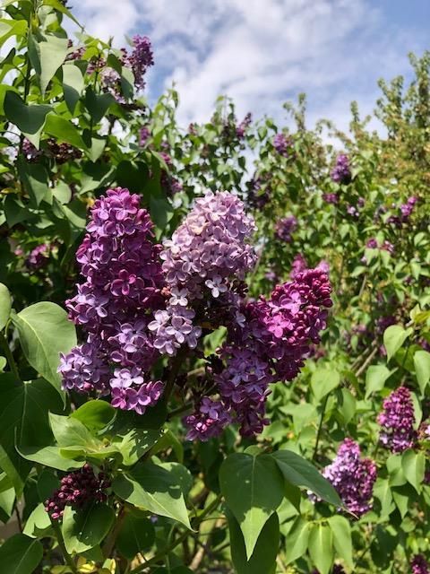 LILAS DANS LE JARDIN