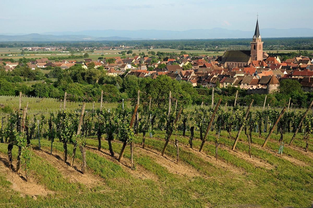 Vignoble