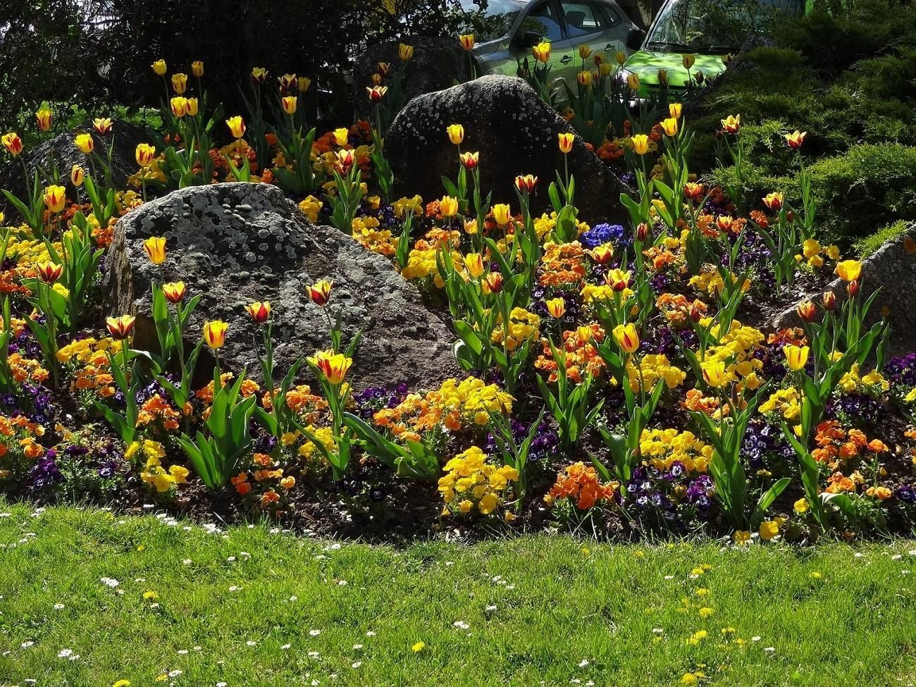 Fleurs du printemps