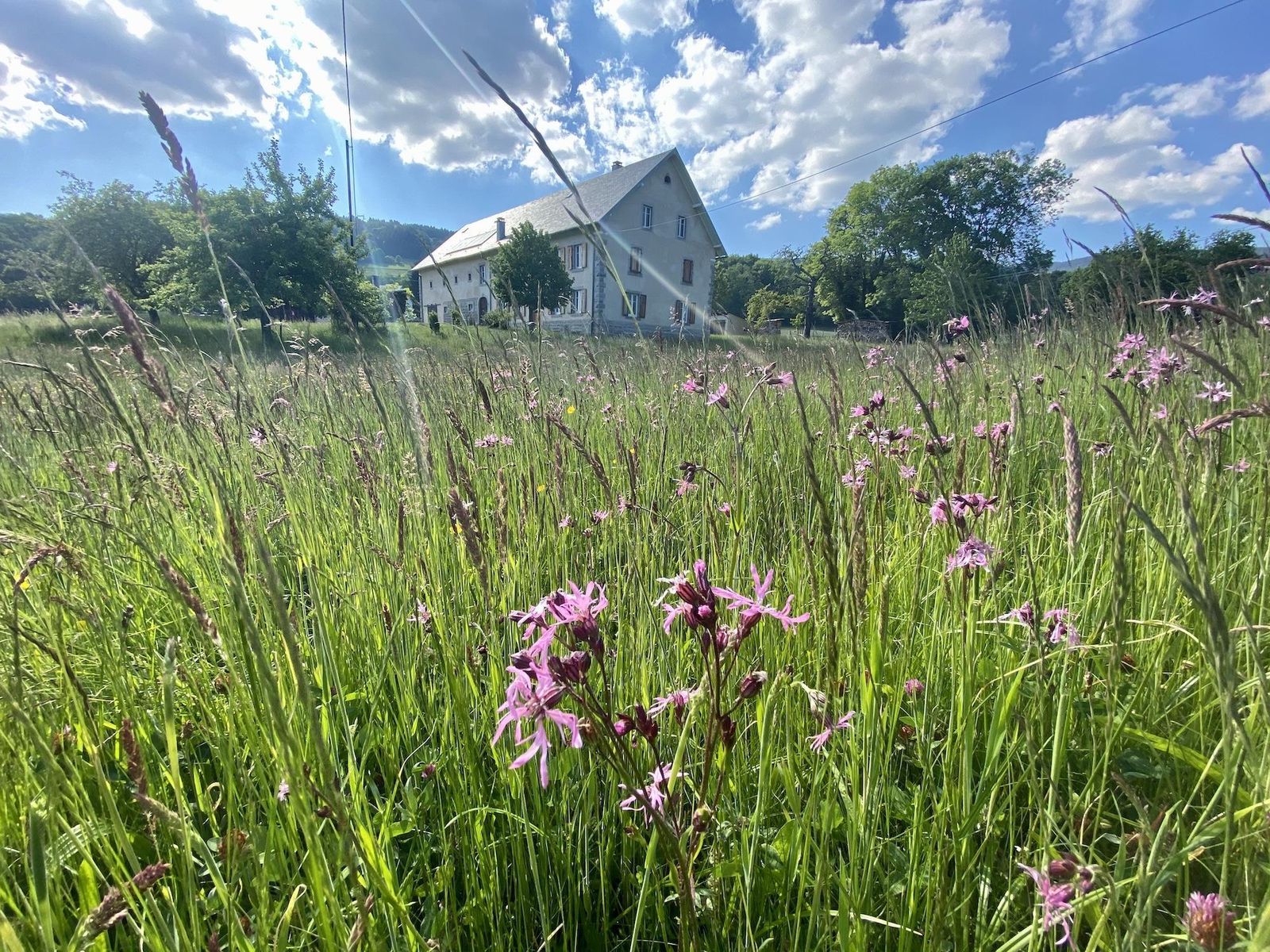 Fermedescerisiers_prairie