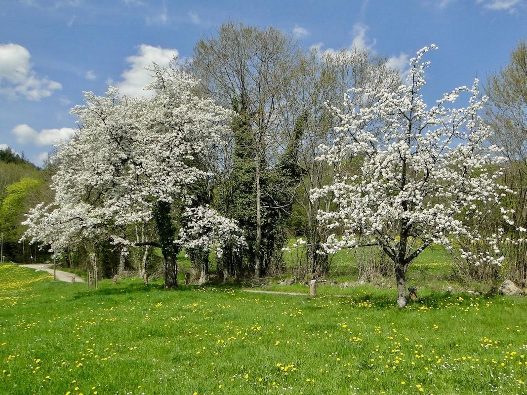 Cerisiers_en_fleurs