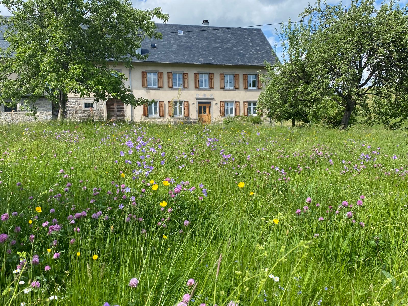 Jardin en fleurs