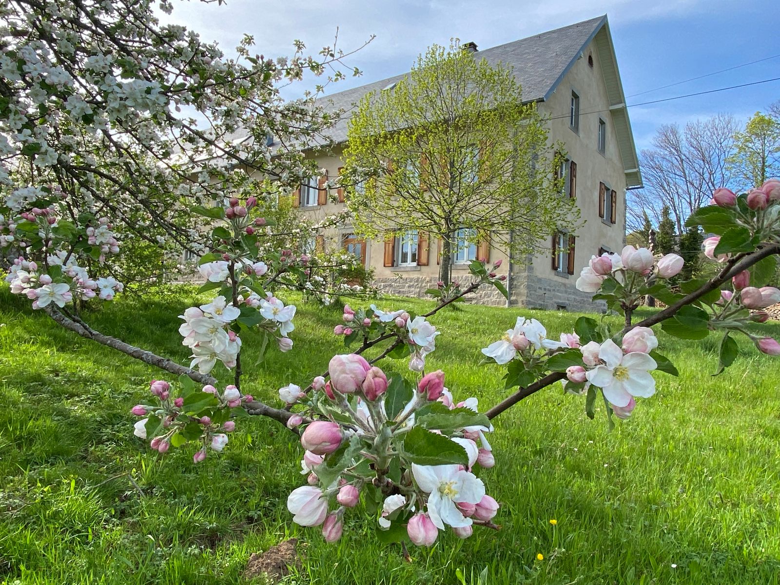 Fermedescerisiers_vergerenfleurs
