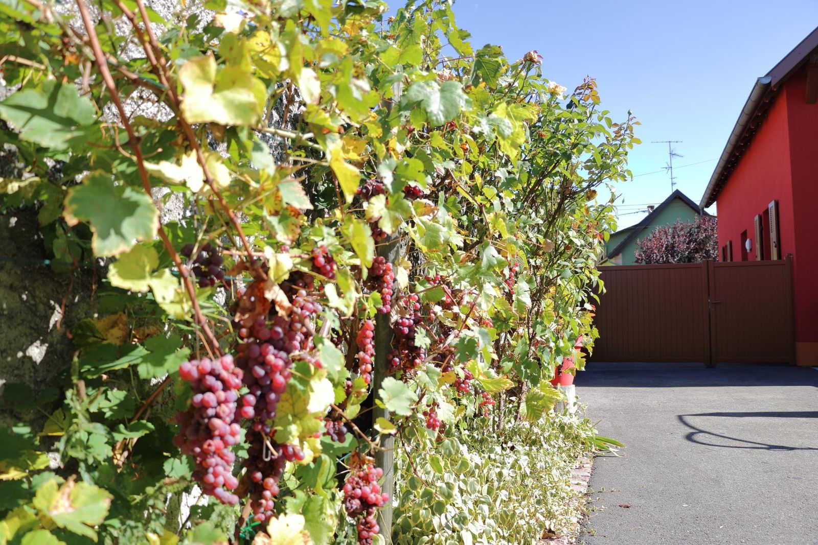 nos vignes