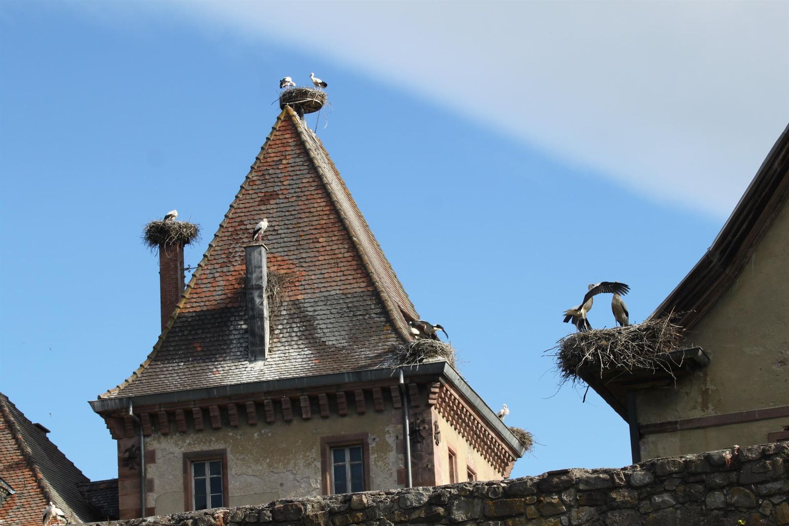 Munster et ses cigognes