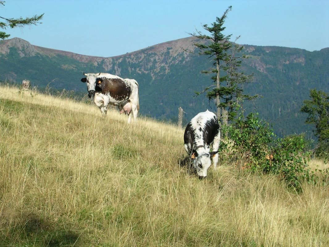 Chalet LES FOUGERES_23
