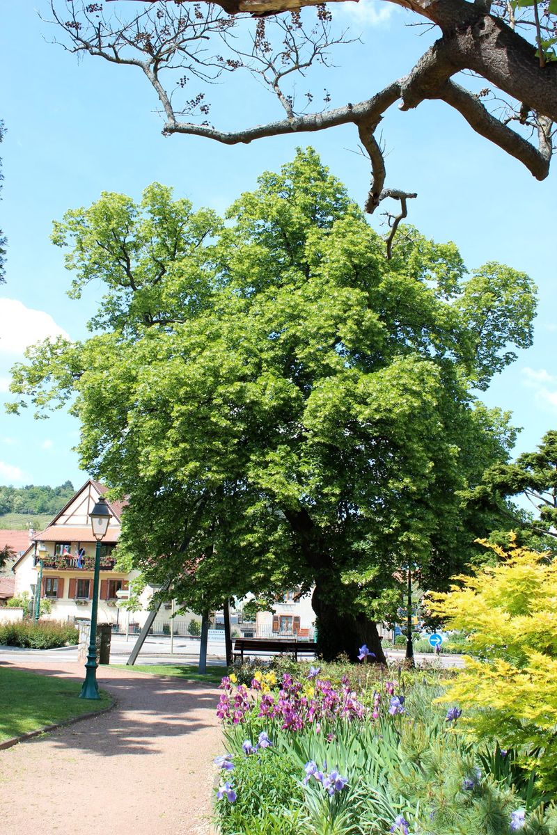 Tilleul de 1300