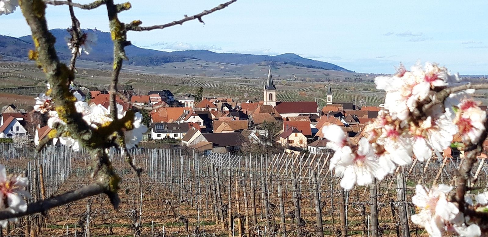 les amandiers en fleurs