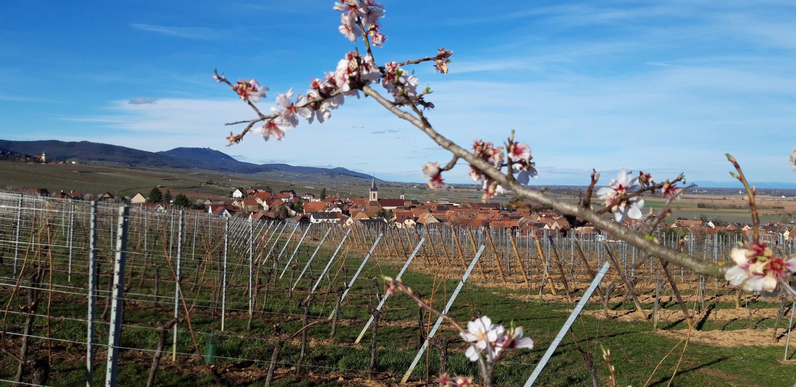 les amandiers en fleurs