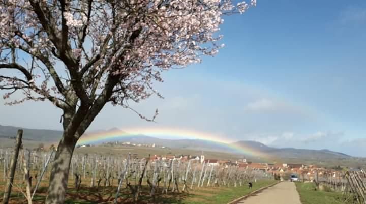 les amandiers en fleurs et vue sur le village