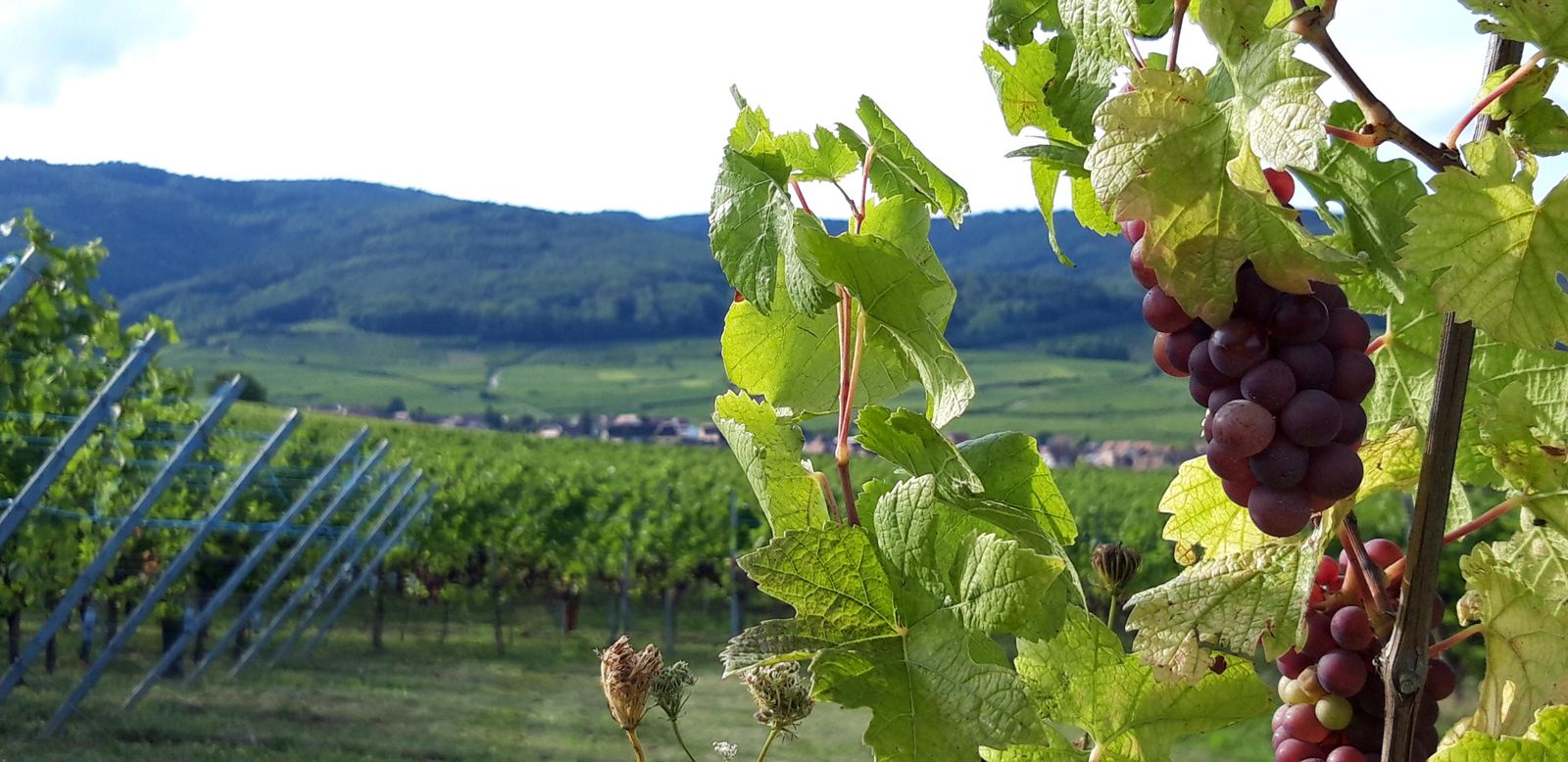 le vignoble