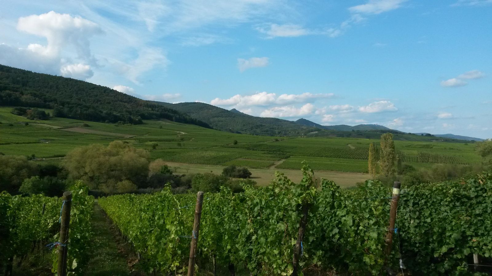 le vignoble en été