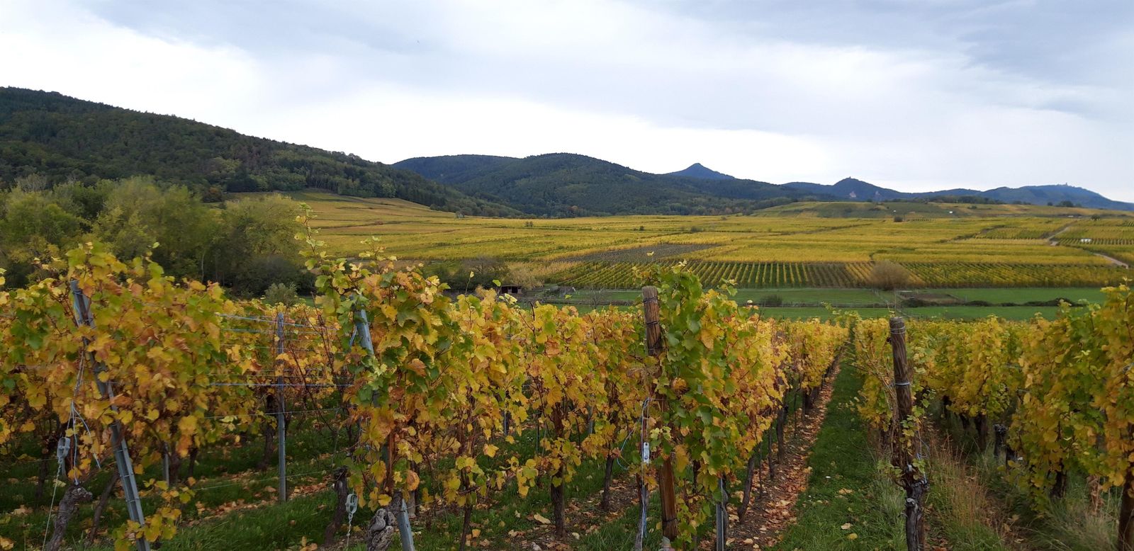 le vignoble après les vendanges