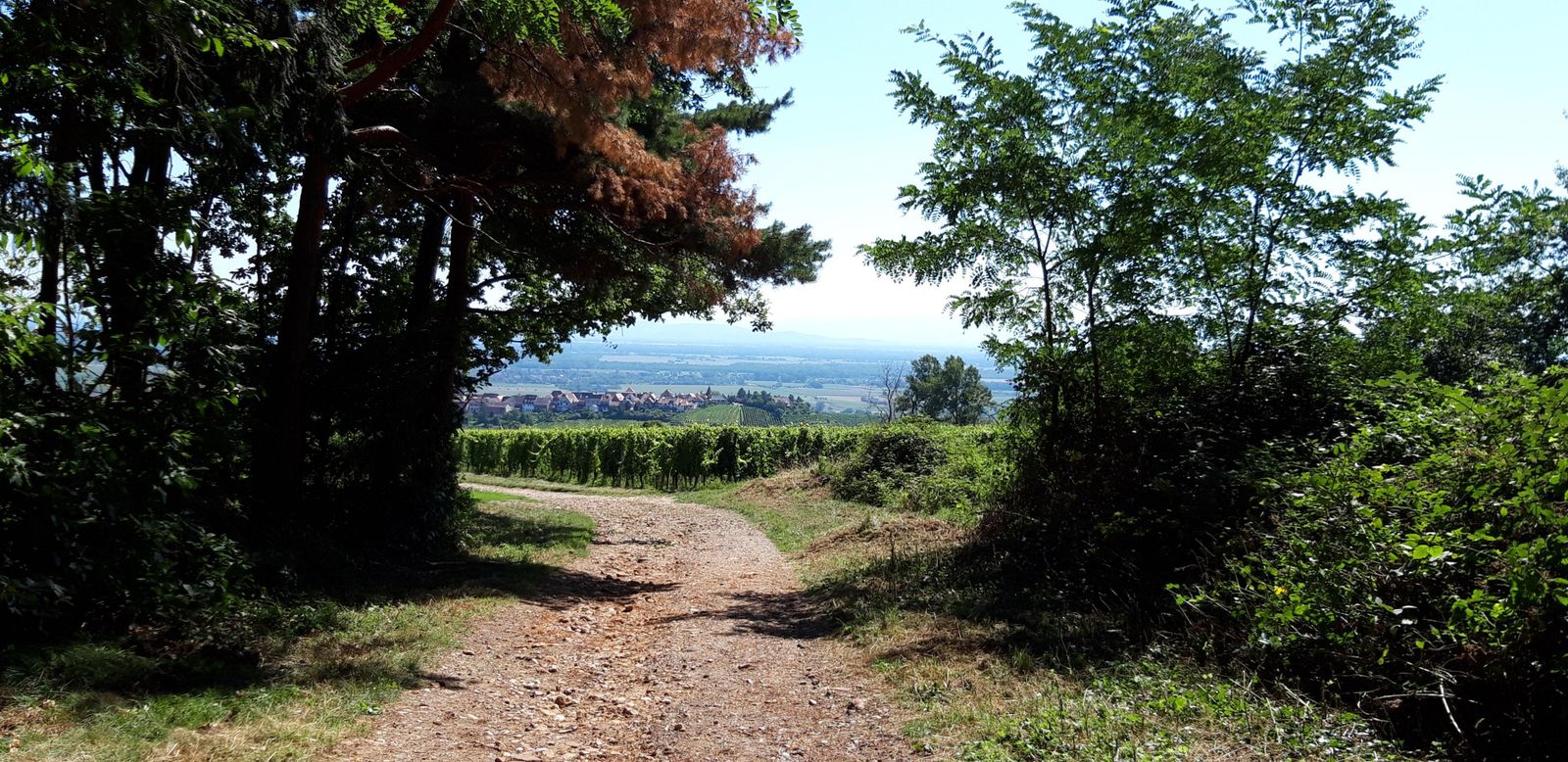 sur les hauteurs de Zellenberg