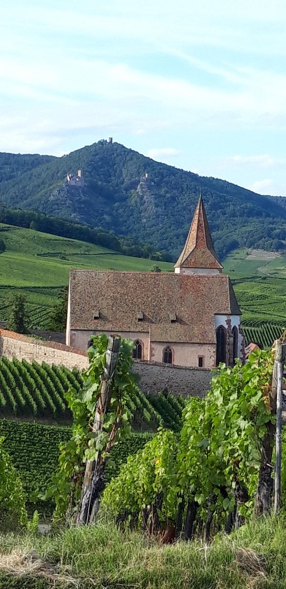 sur les hauteurs de Hunawihr