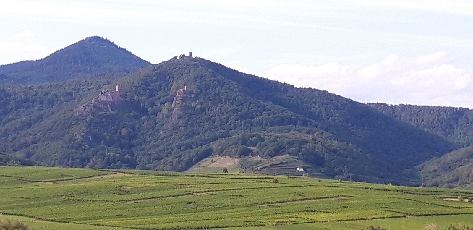 Les trois chateaux de Ribeauvillé au loin