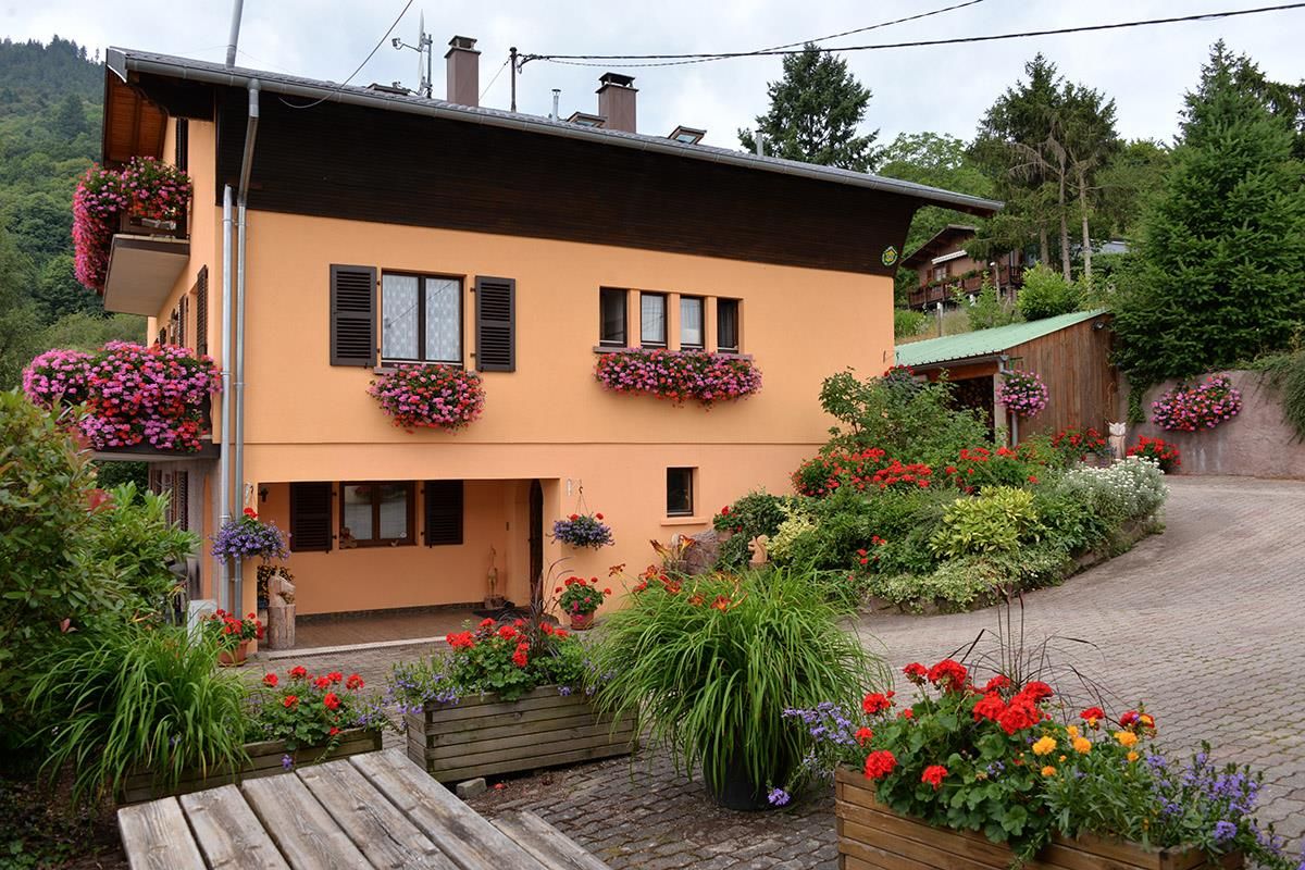 Quetsche d' Alsace, vue vers notre maison