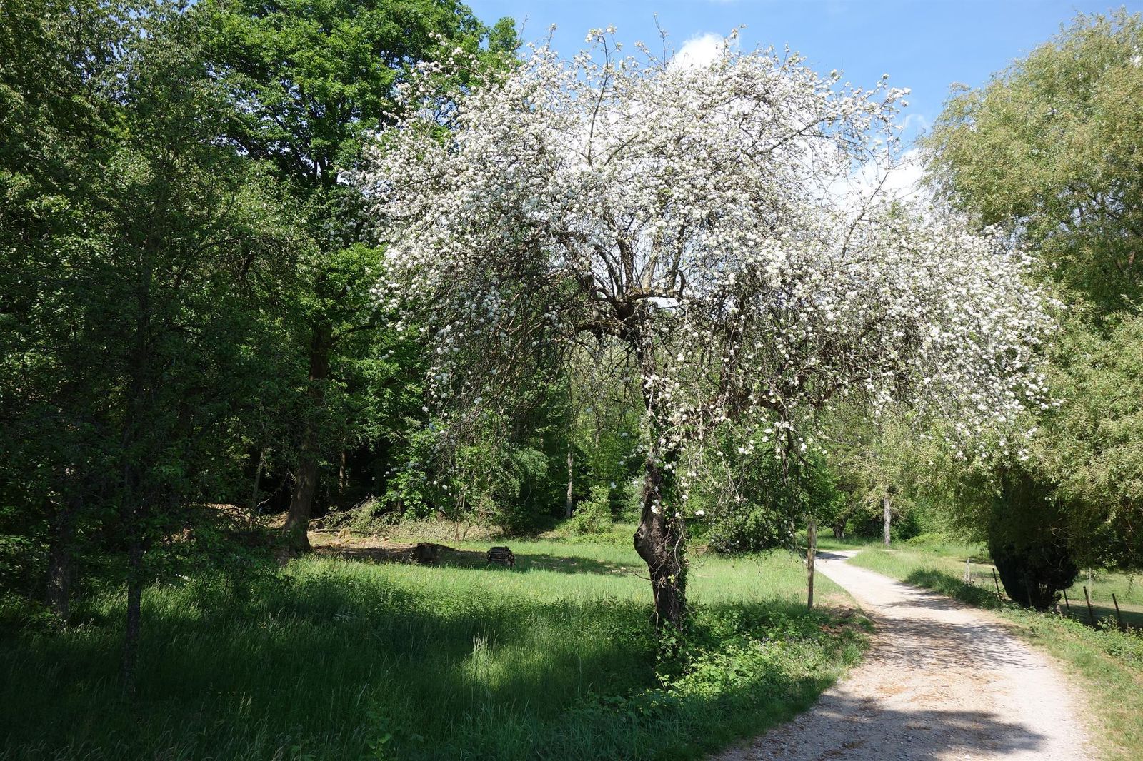 Gueberschwihr_et_ses vergers