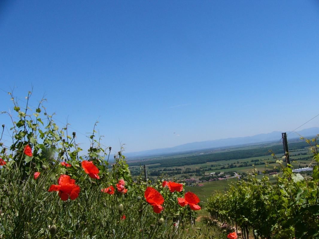 Gîte_de_la_Source_Gueberschwihr_sentier_de_randonnées