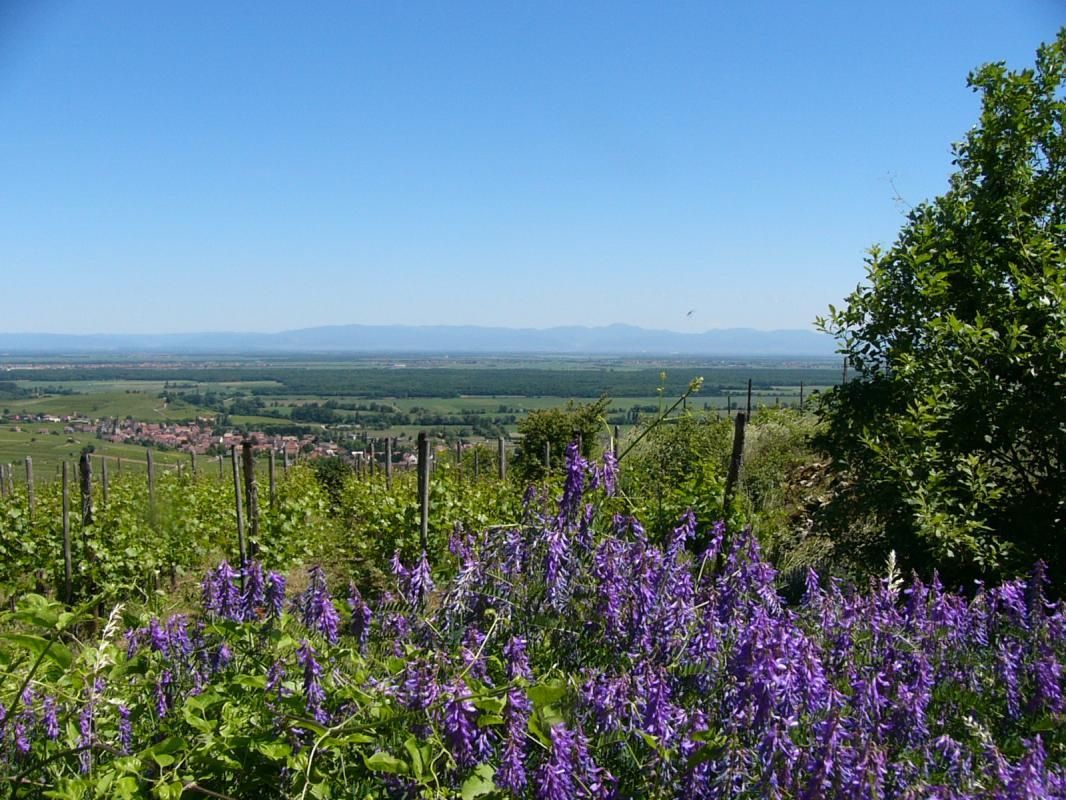 Gîte_de_la_Source_balade_dans_le_vignoble
