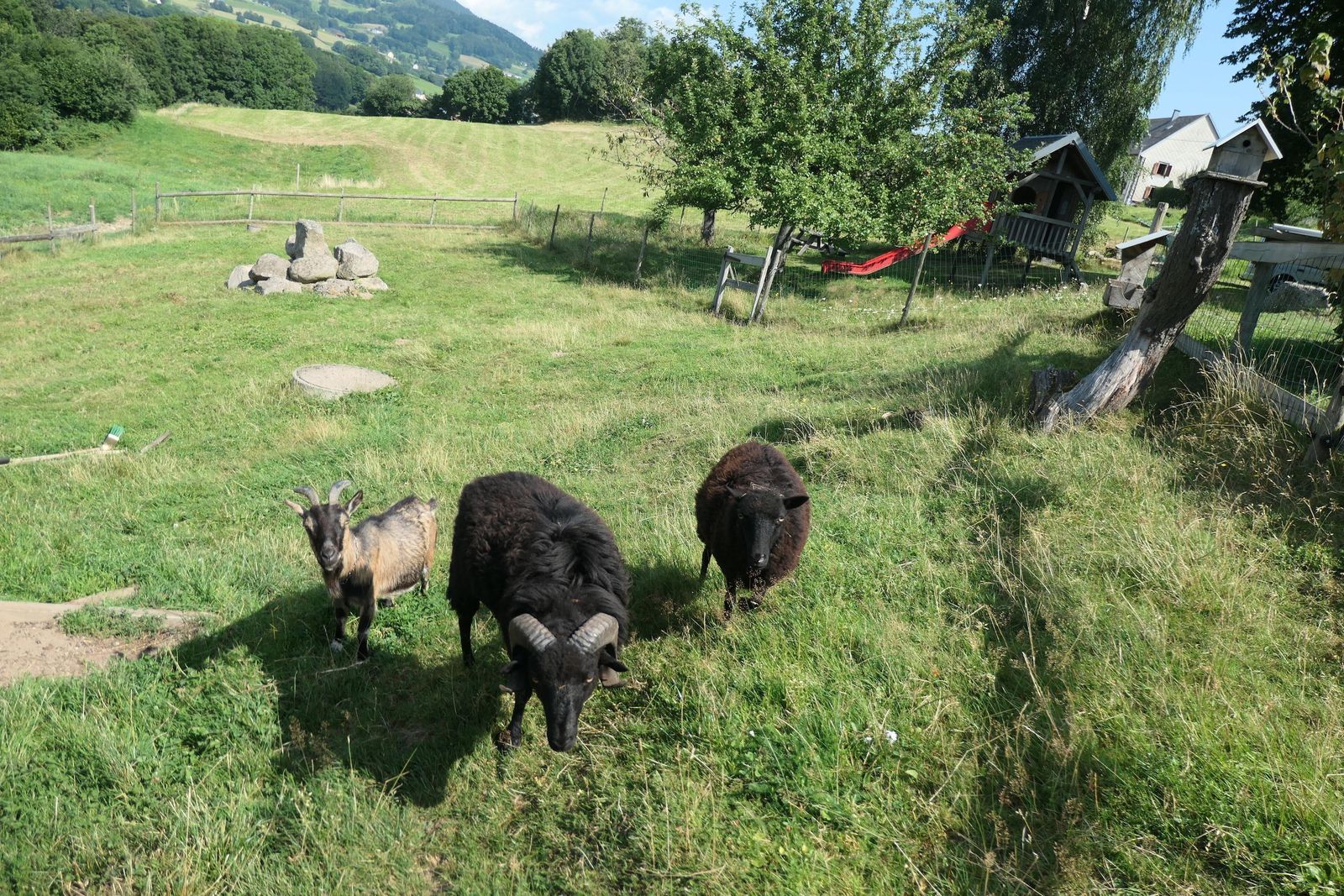 les_zanimaux