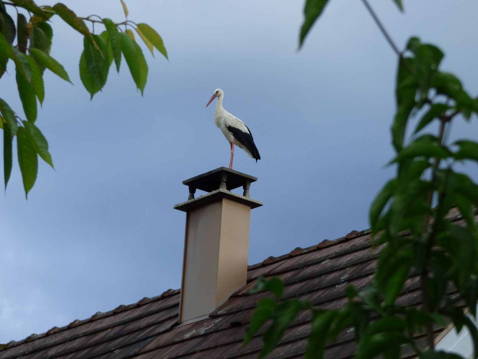 cigogne à Dolleren